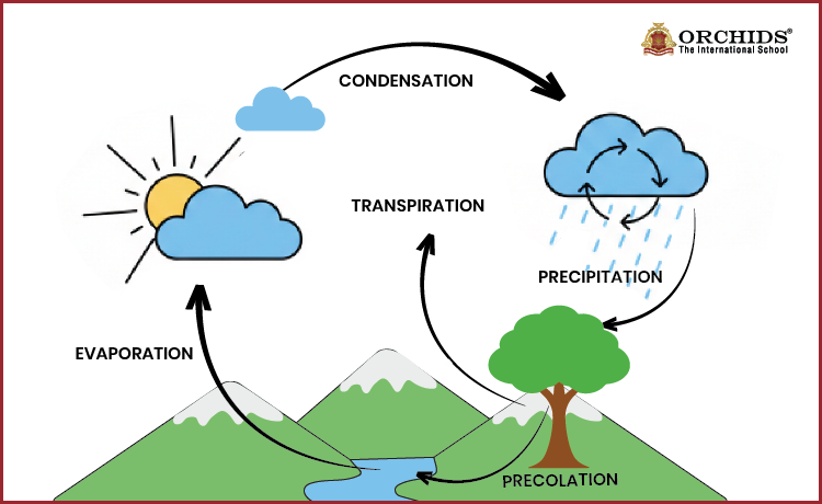 Curriculum-vetted water cycle diagram showing evaporation, condensation, and collection with labelled arrows